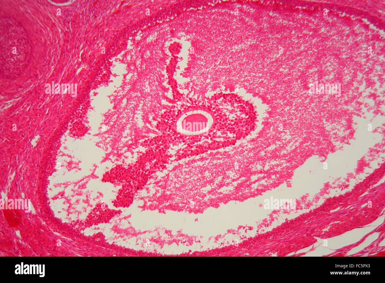 Ovary tissue under the microscope. Stock Photo