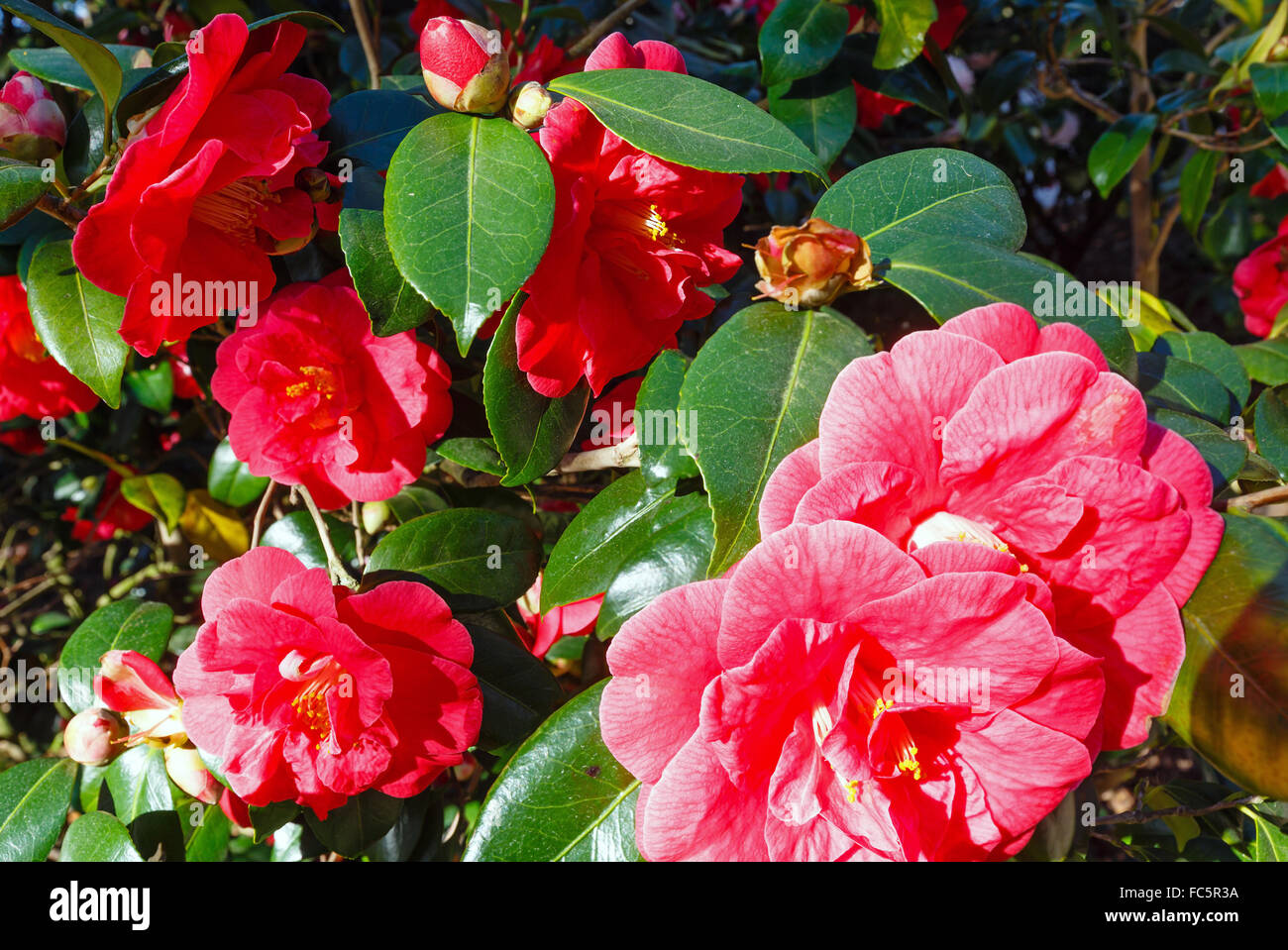 Blossoming Camellia bush with red flowers. Stock Photo