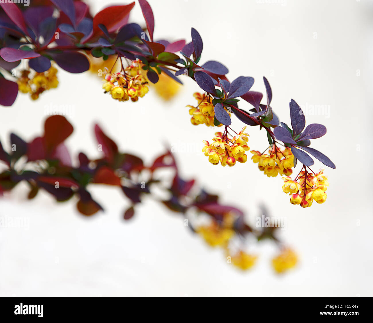 bush branch with flowers in spring Stock Photo