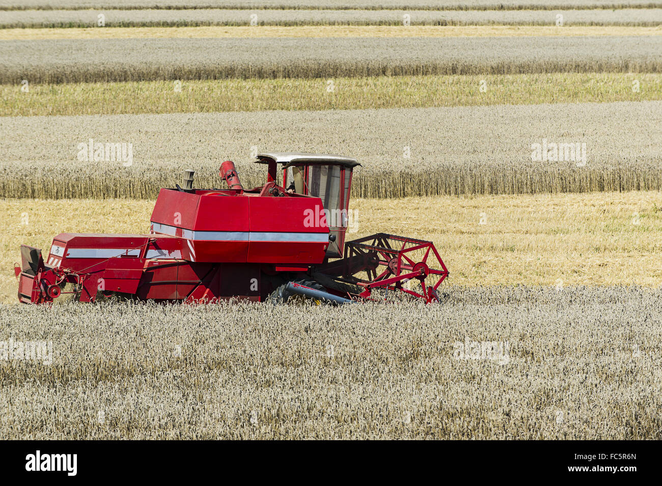 Combine harvester in a wheat field Stock Photo