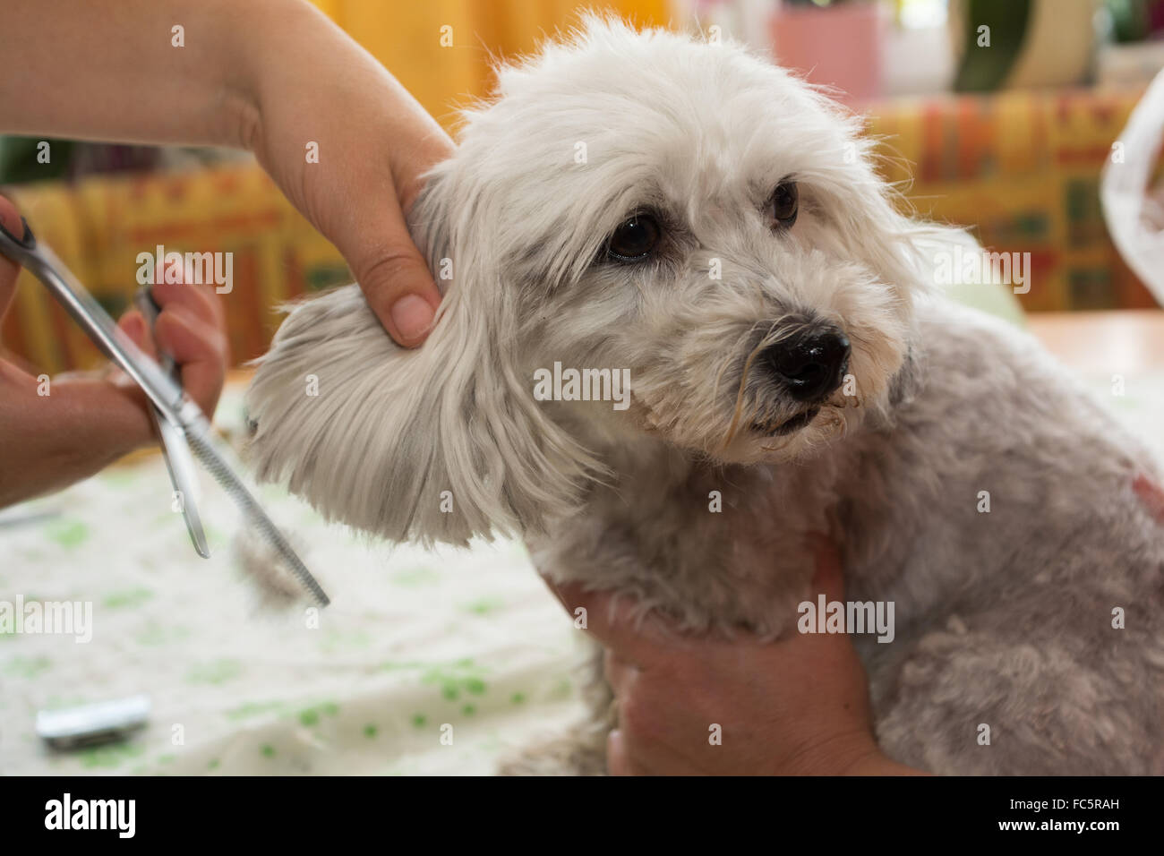 Dog Hairdresser Cuts Small Dog S Coat Stock Photo 93555801 Alamy