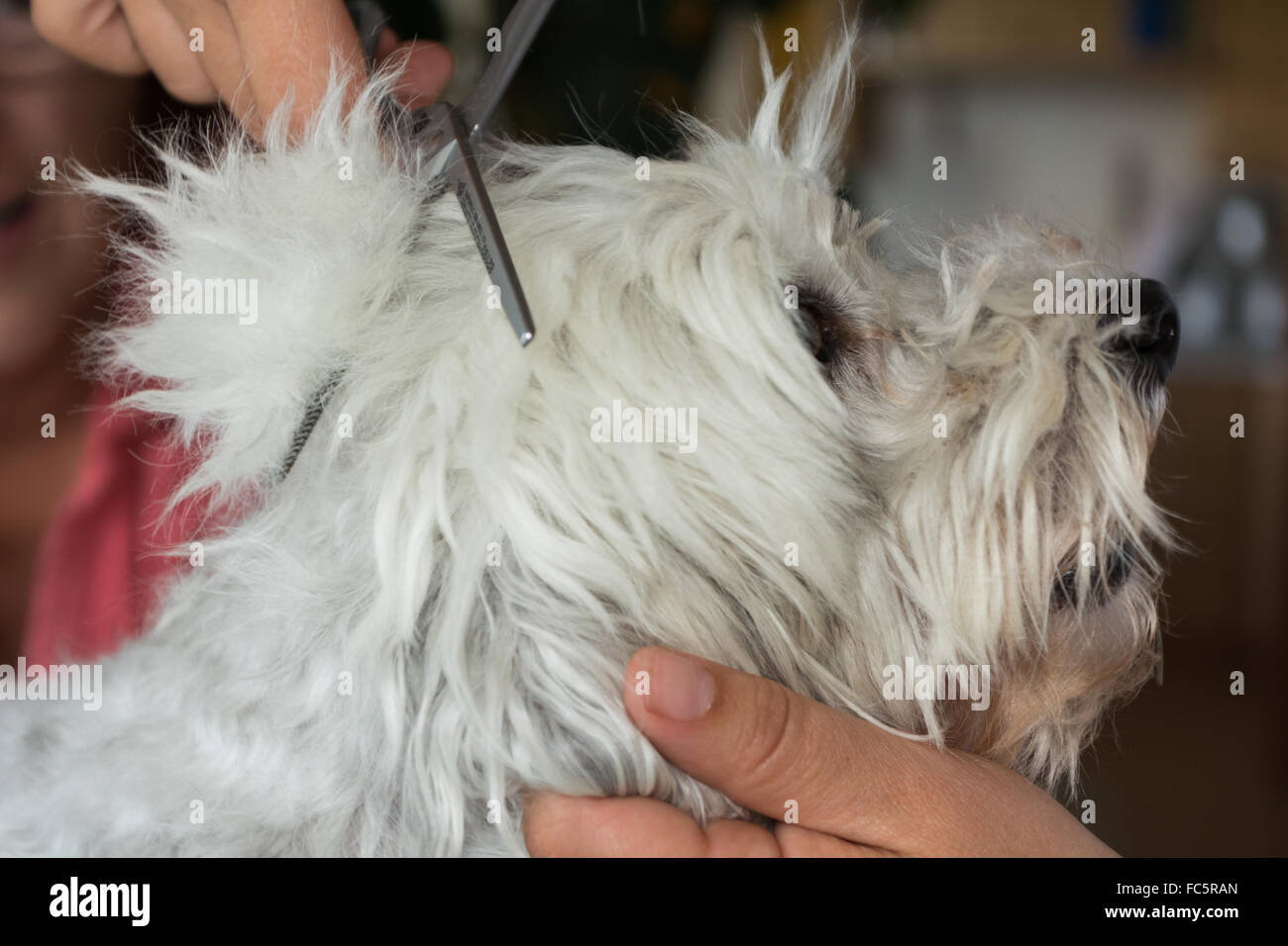 Dog Hairdresser cuts small dog's coat Stock Photo
