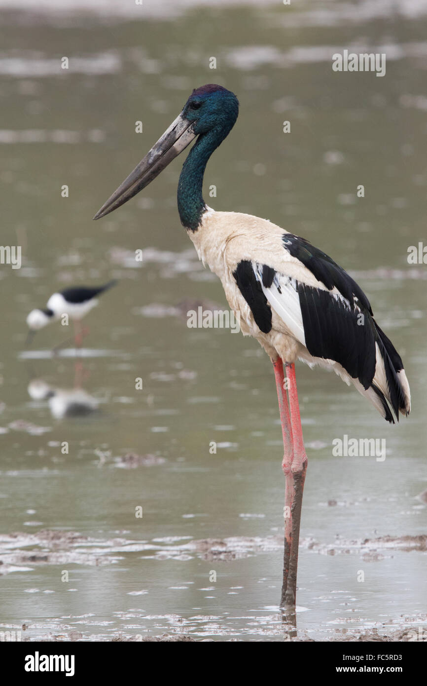 Black-necked Stork (Ephippiorhynchus asiaticus) standing in a shallow lake during a rainstorm Stock Photo