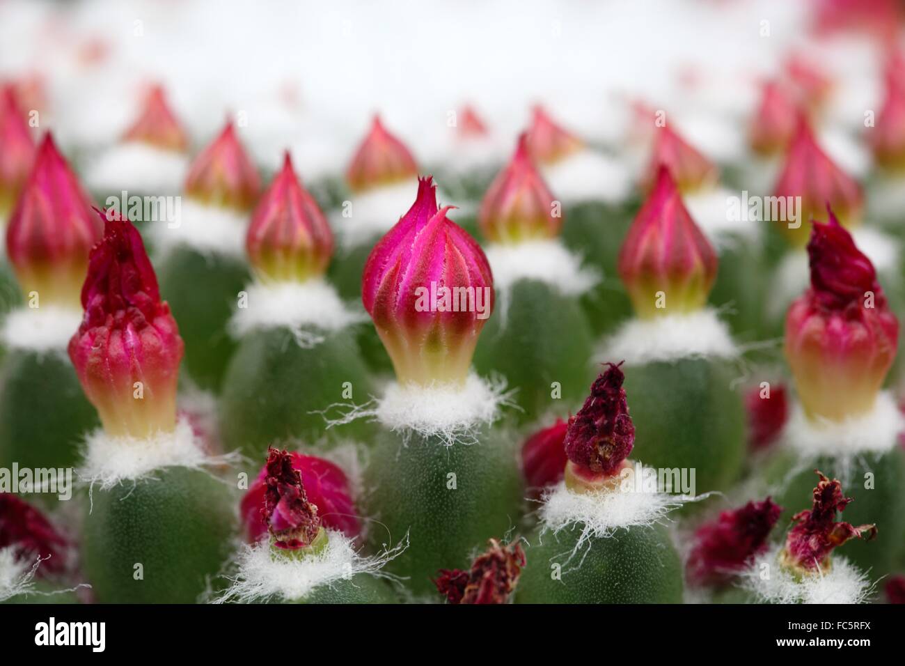 Macro photography of cactus buds Stock Photo