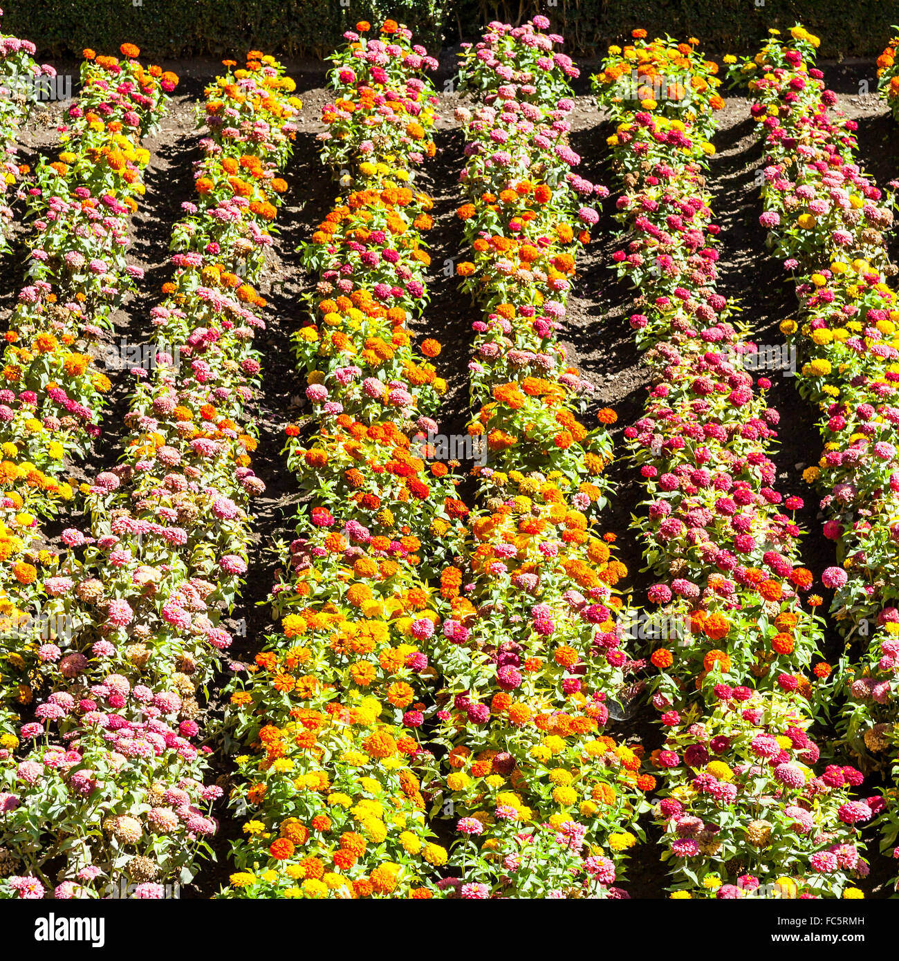 Spring season in india hi-res stock photography and images - Alamy