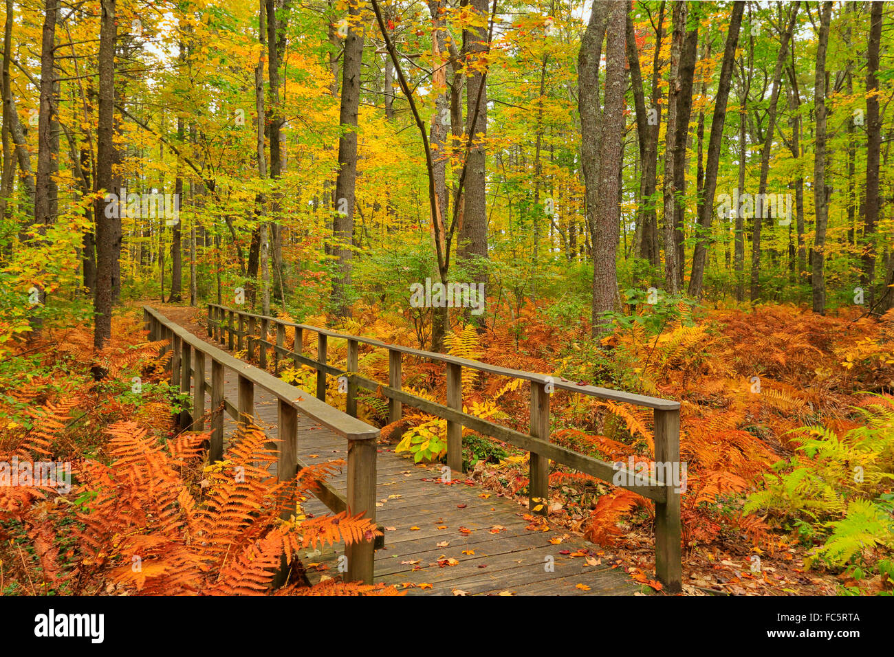 Rachel Carson National Wildlife Refuge, Wells, Maine, USA Stock Photo