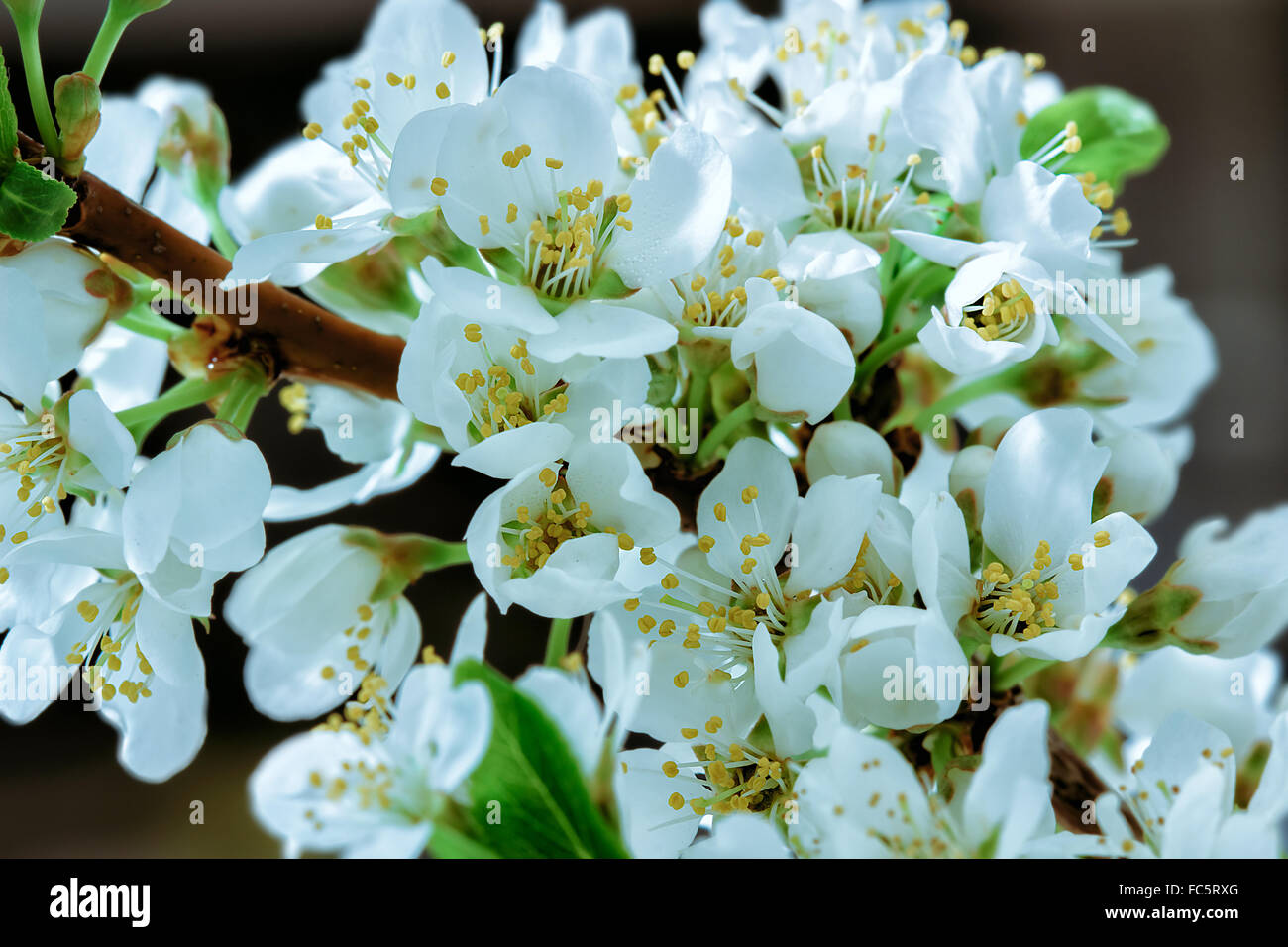 Flower background Stock Photo