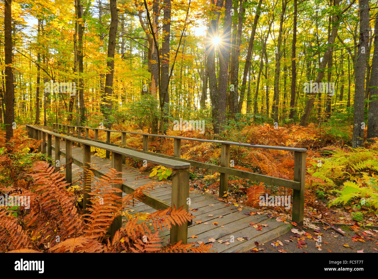 Rachel Carson National Wildlife Refuge, Wells, Maine, USA Stock Photo