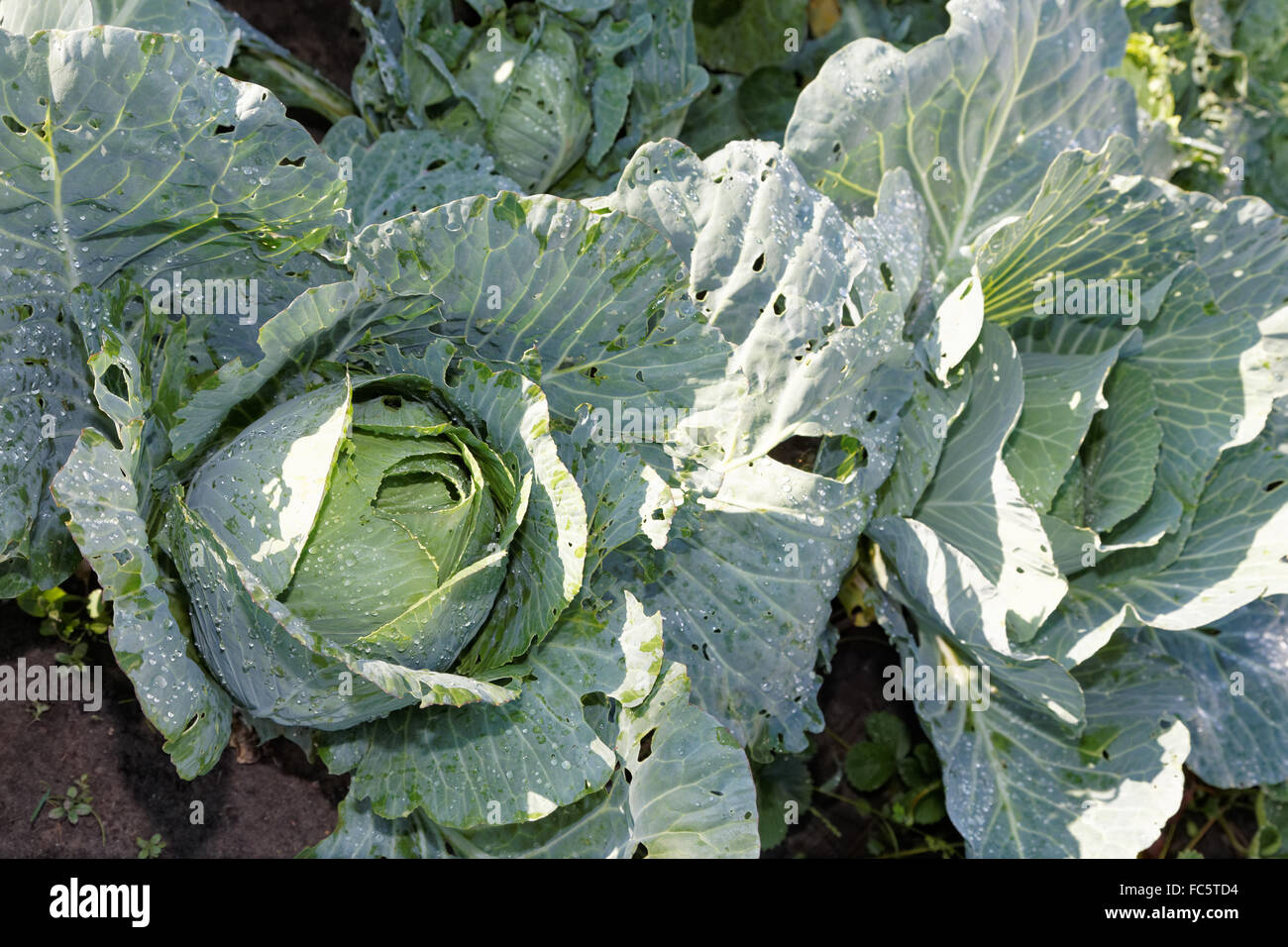 Cabbage in the garden with drops of water Stock Photo