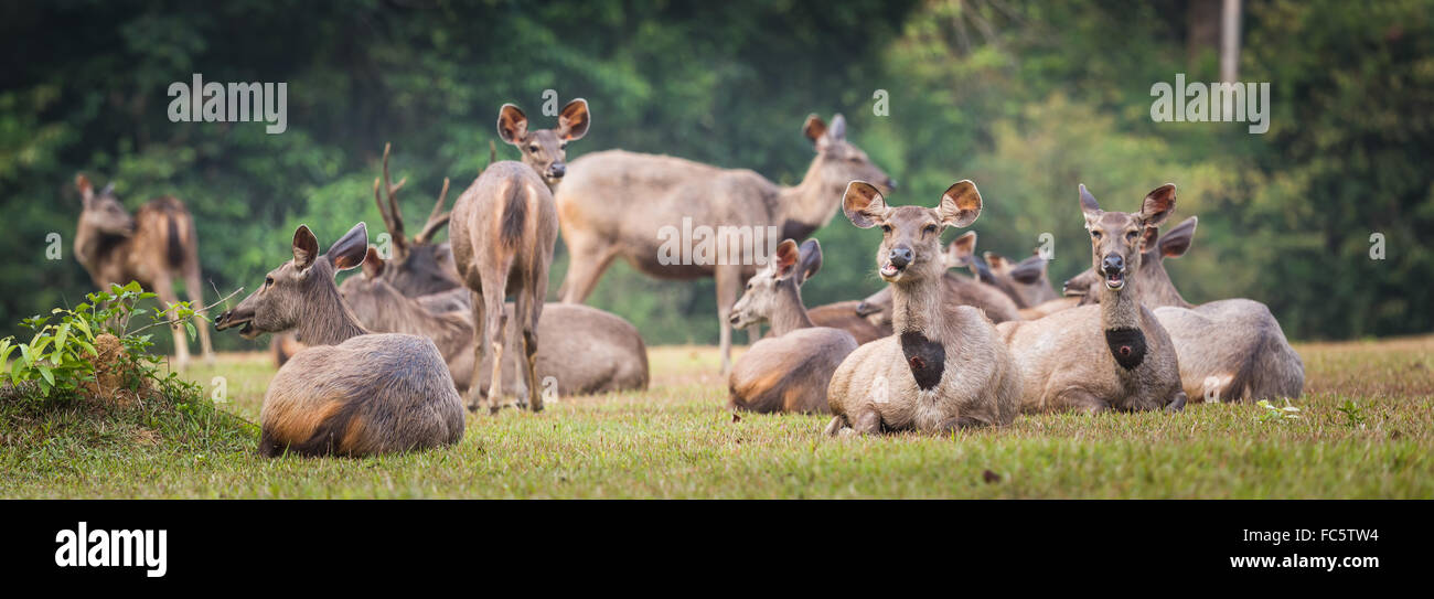 Sambar deers. Panorama Stock Photo