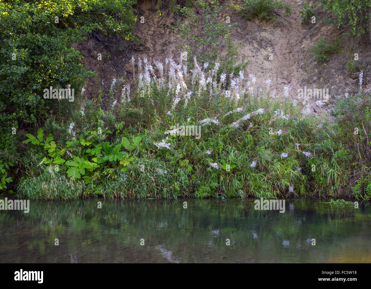 flowers and plants growing near the water Stock Photo Alamy