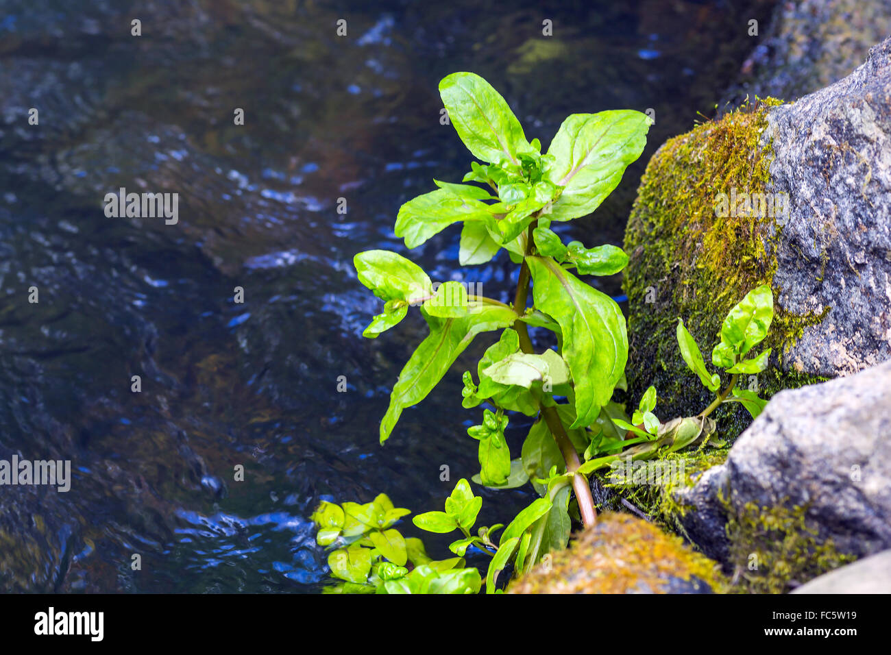 plants growing near the water Stock Photo Alamy