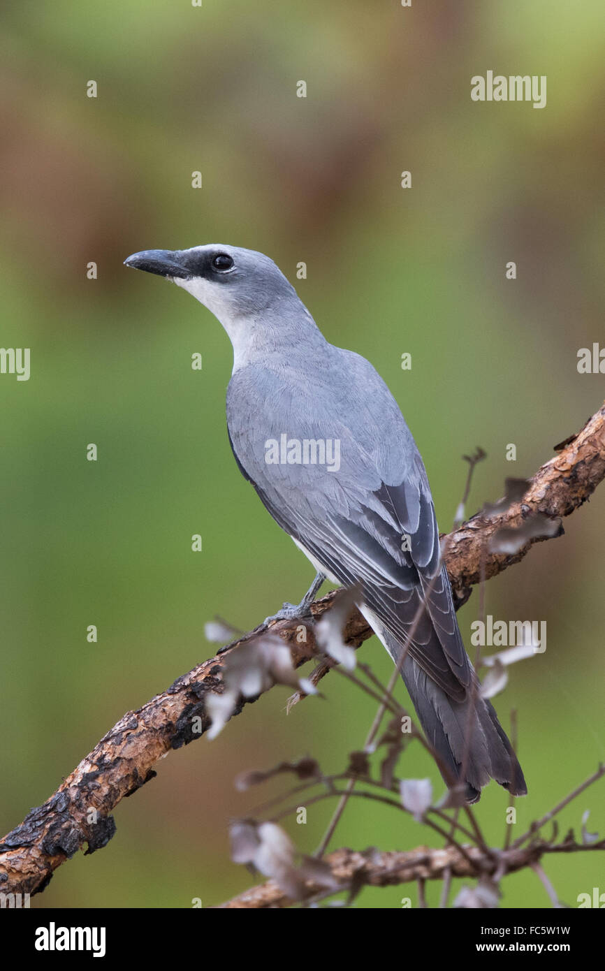 White-bellied Cuckoo-shrike (Coracina papuensis) Stock Photo