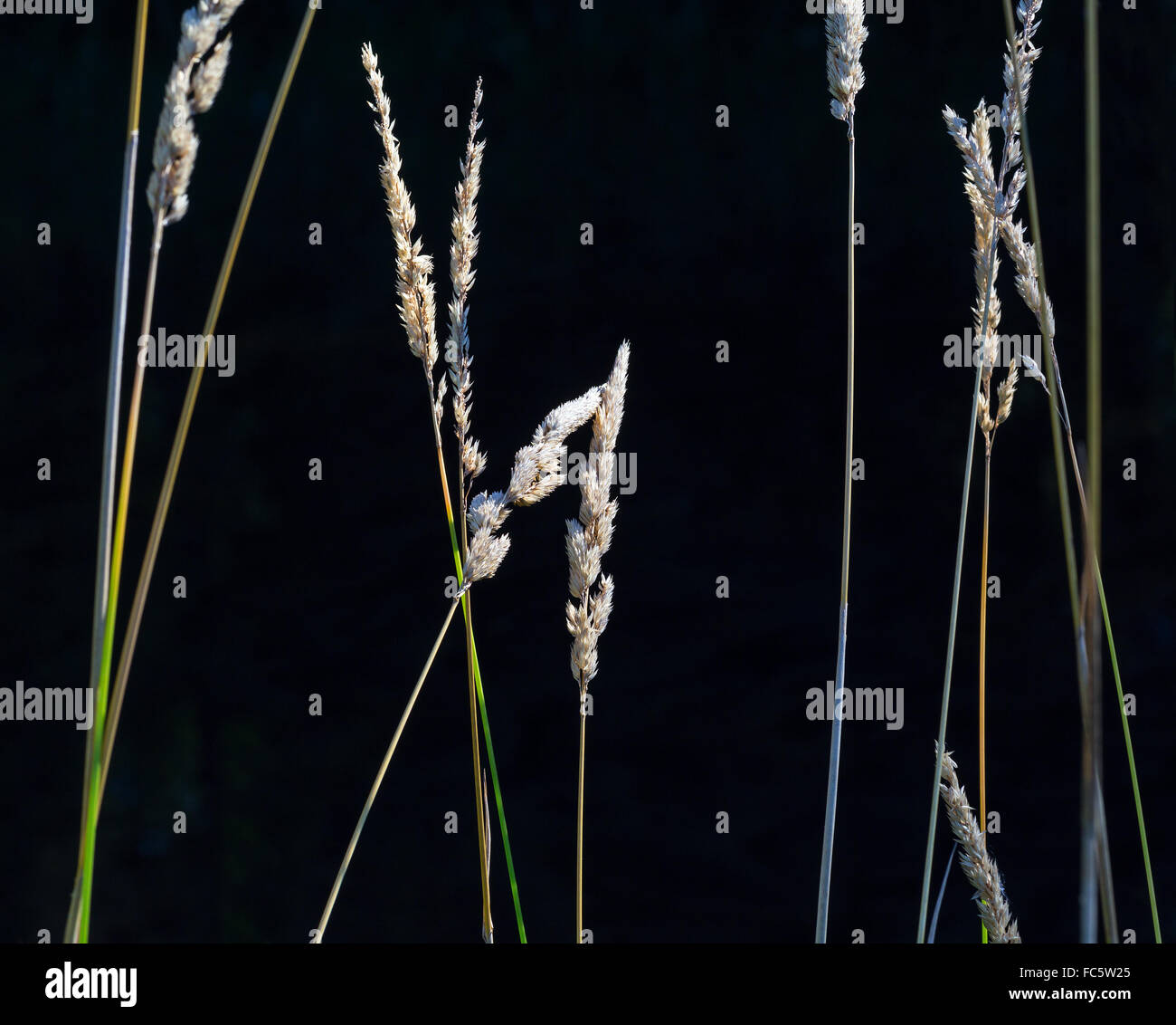 Wild plants in nature hi-res stock photography and images - Alamy
