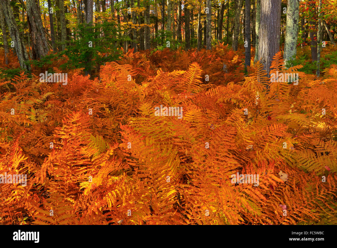 Muskie Trail, The Wells Reserve at Laudholm, Wells, Maine, USA Stock