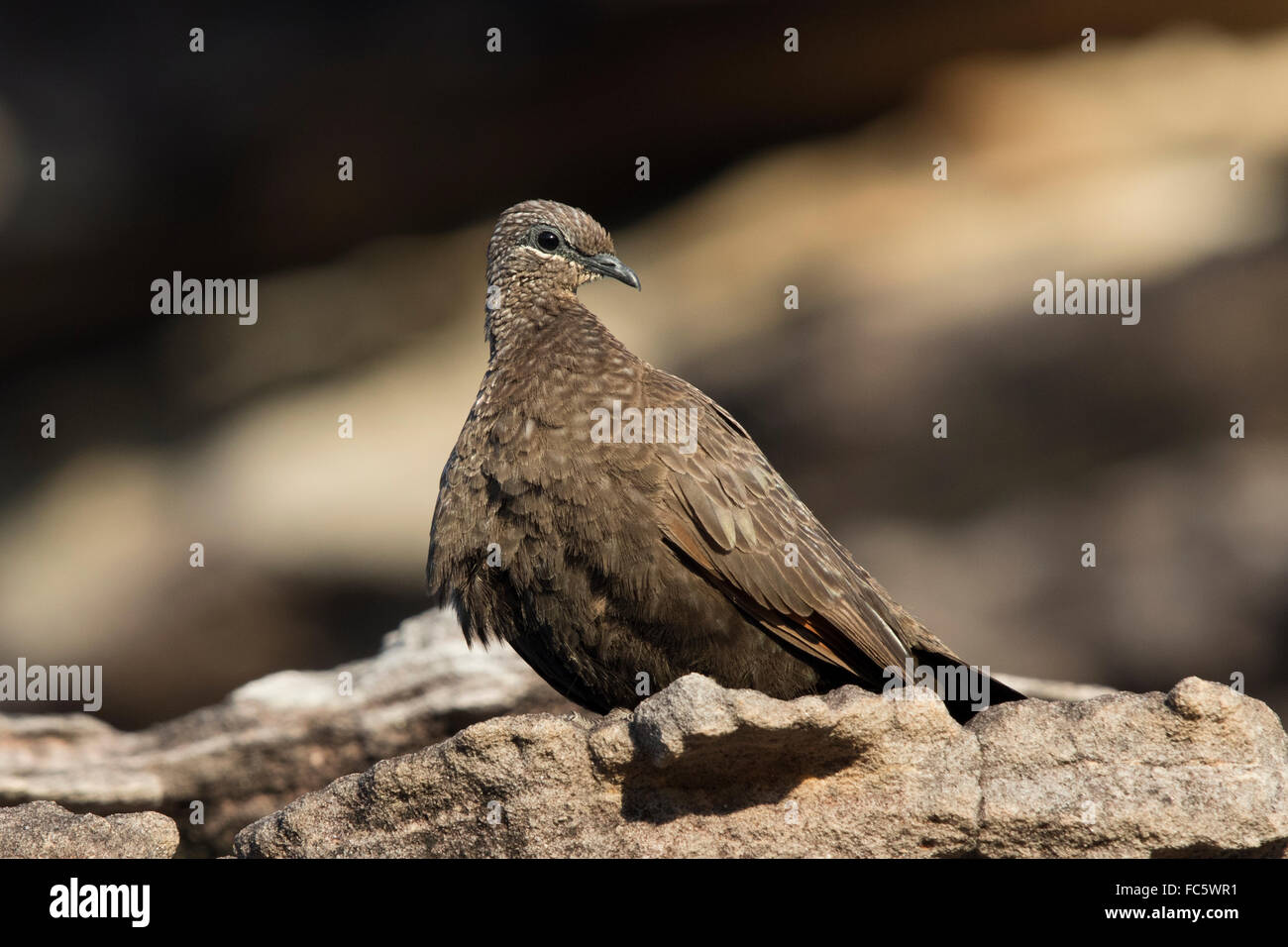 Chestnut-quilled Rock Pigeon (Petrophassa rufipennis) Stock Photo