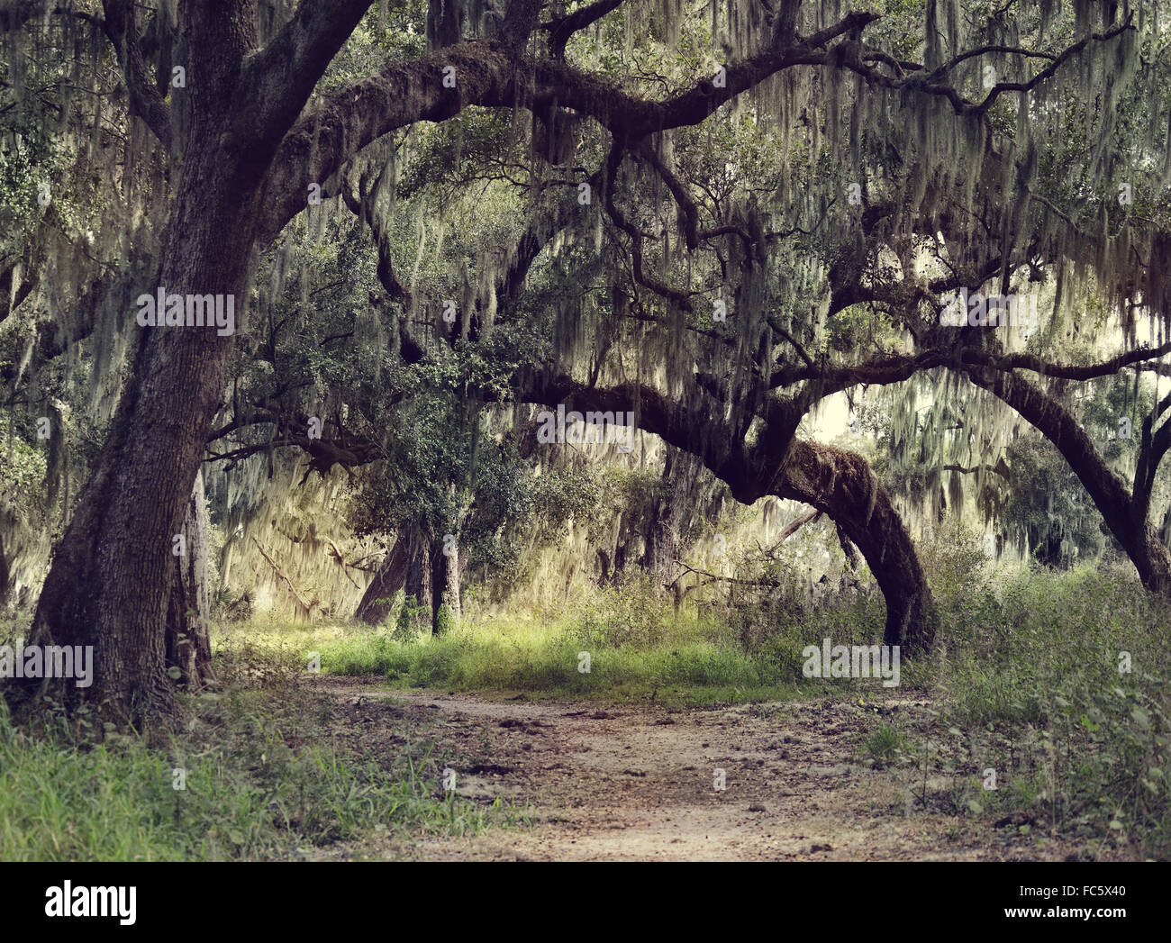 Oak Trees with Spanish Moss Stock Photo Alamy