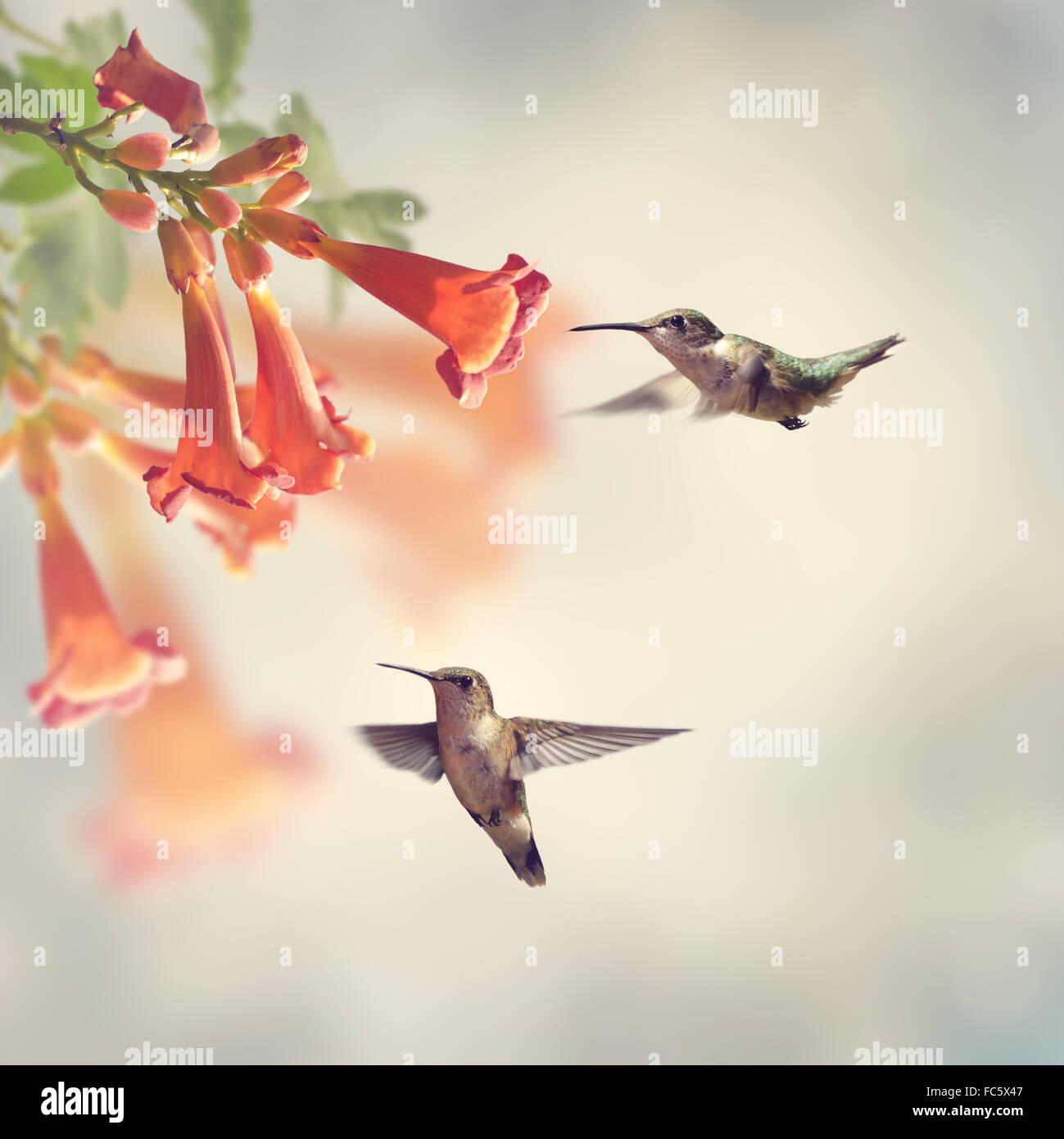 Ruby Throated Hummingbirds Stock Photo