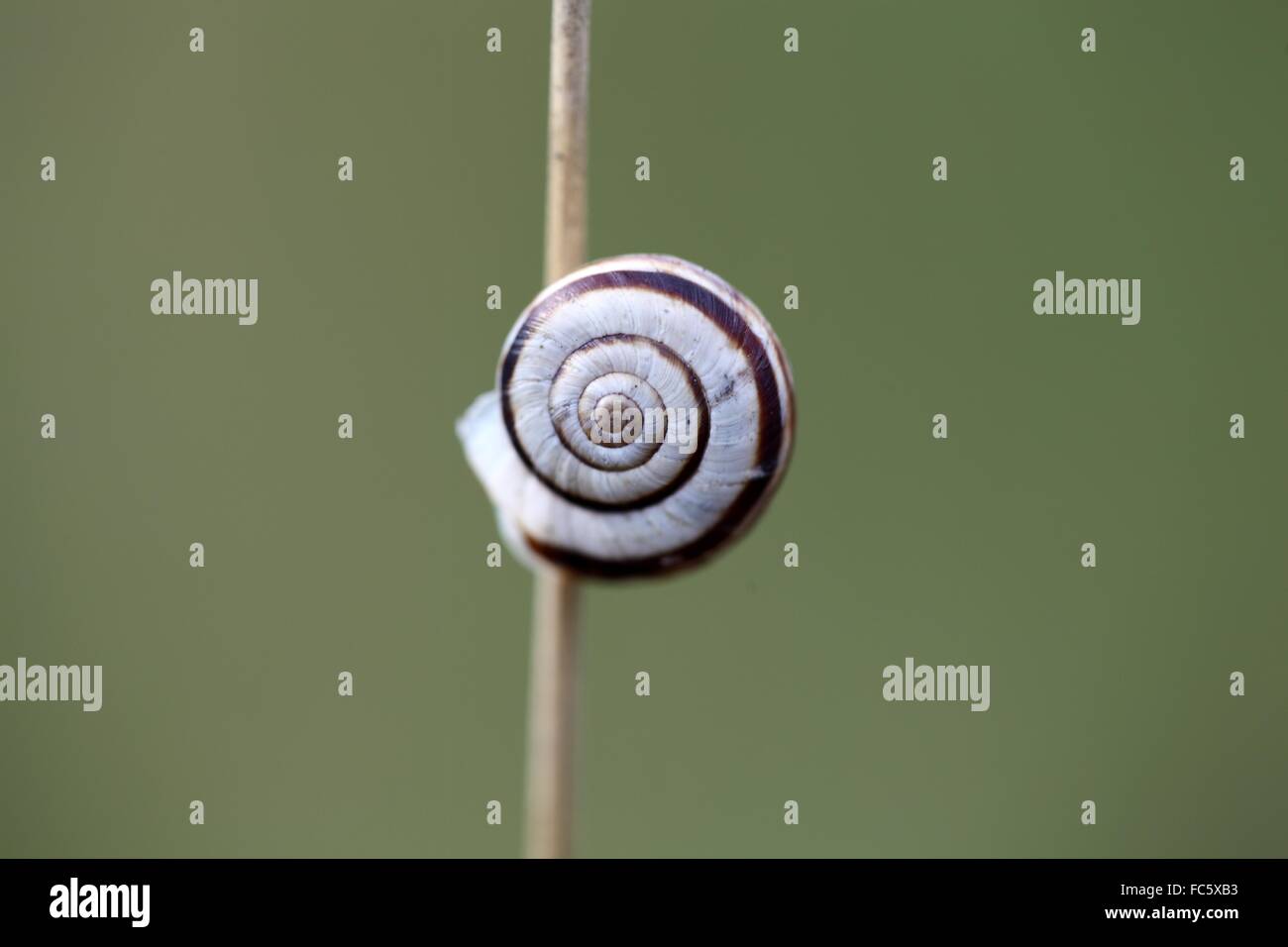 Macro photo of a small snail on dry grass. Stock Photo