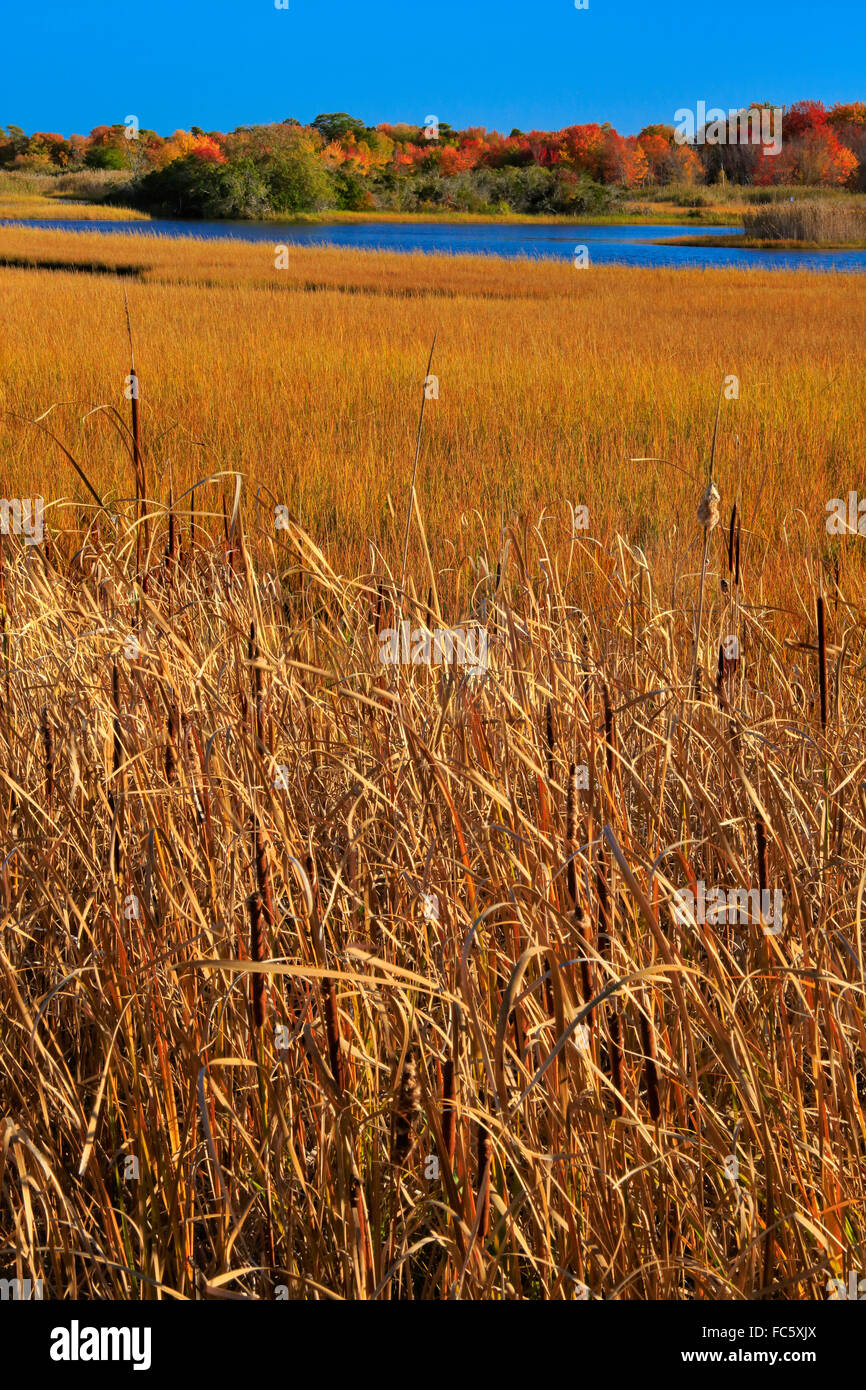 Muskie Trail, The Wells Reserve at Laudholm, Wells, Maine, USA Stock