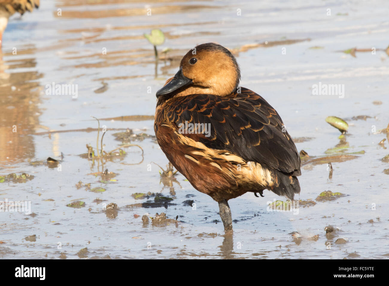 Wandering Whistling-duck (Dendrocygna arcuata) Stock Photo