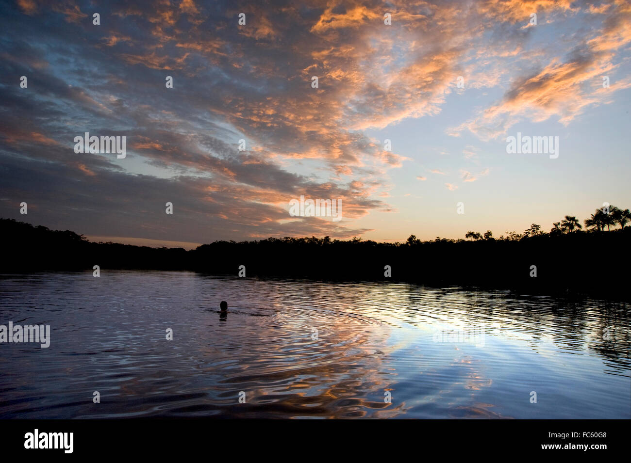Person swimming in Amazon River Stock Photo Alamy