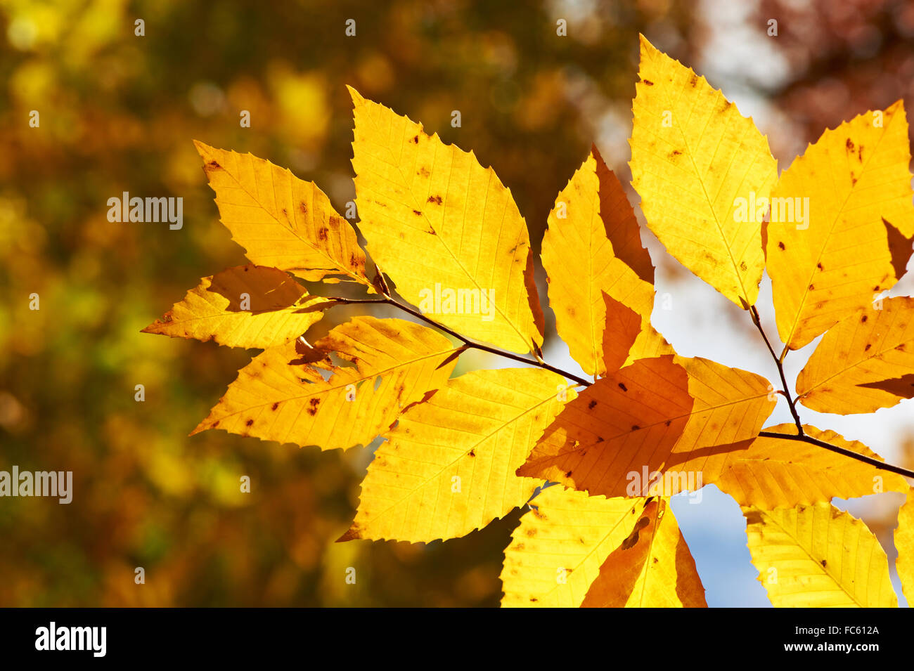 Autumn yellow leaves background Stock Photo - Alamy