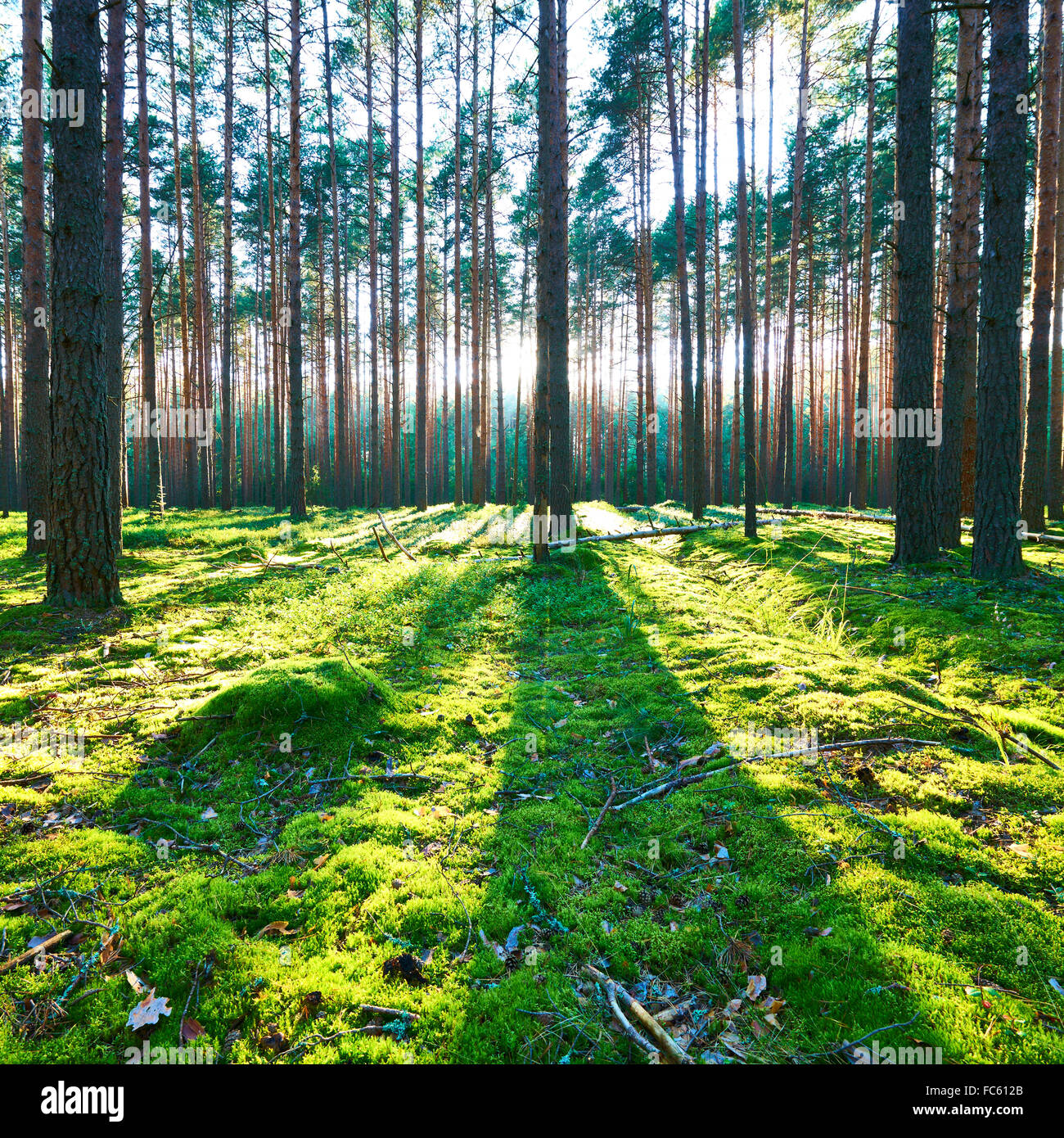 Sunrise in pine forest Stock Photo - Alamy
