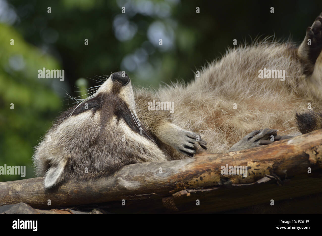 Sleepping Raccon Sleeping raccoon hi-res stock photography and images - Alamy
