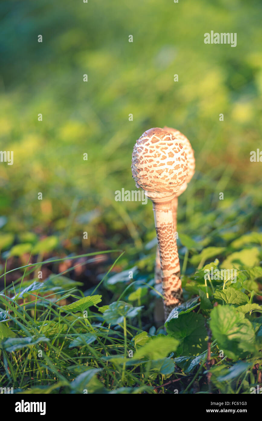 The parasol mushroom Stock Photo