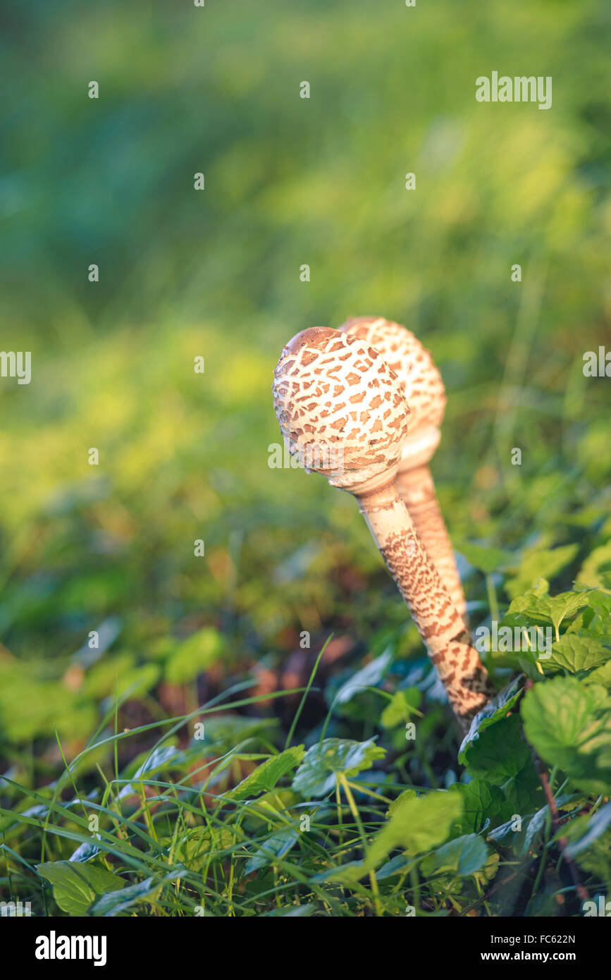 The parasol mushroom Stock Photo