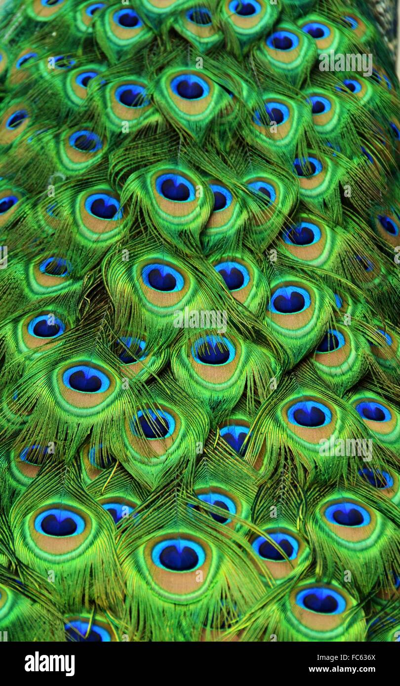 Zoomed View of Colorful Peacock Tailfeathers Stock Photo