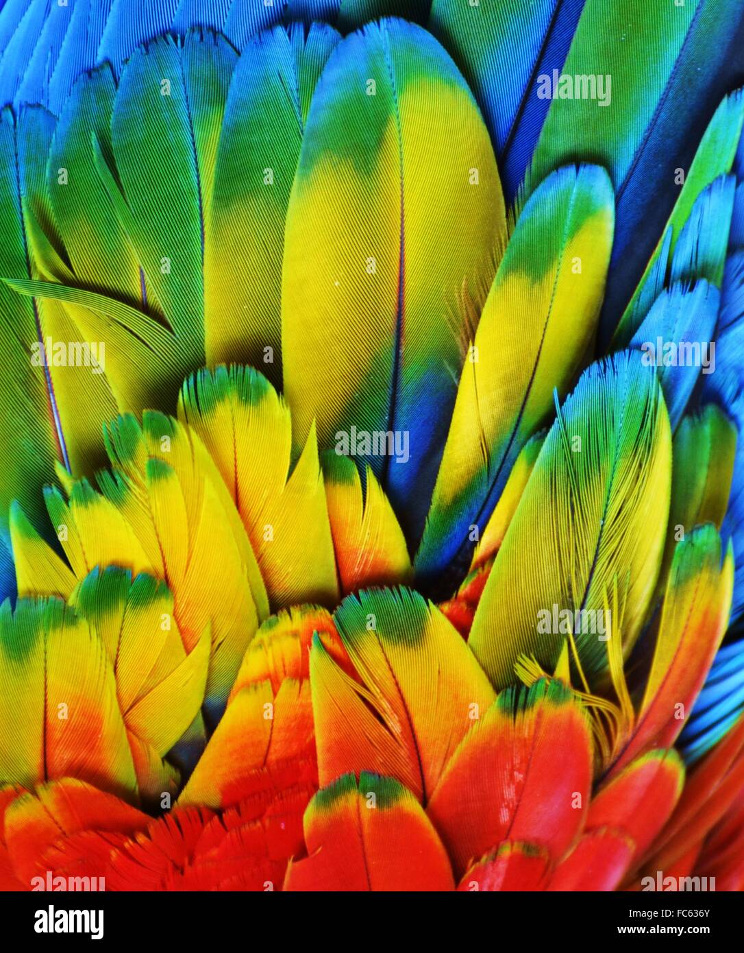 Rainbow-colored bird feathers from a scarlet macaw parrot Stock Photo