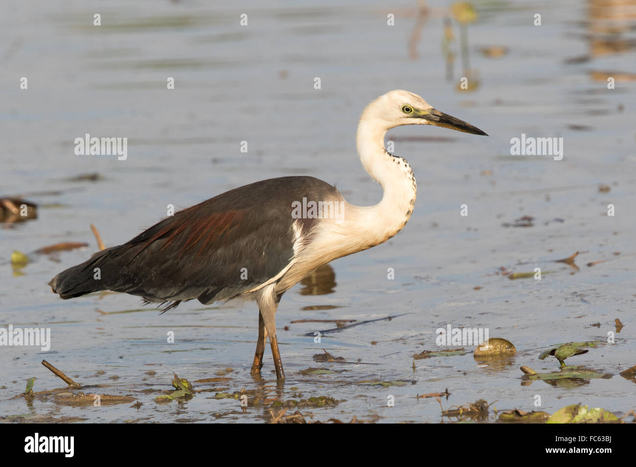 White-necked Heron (Ardea pacifica) wading in a waterlily-rich lagoon Stock Photo
