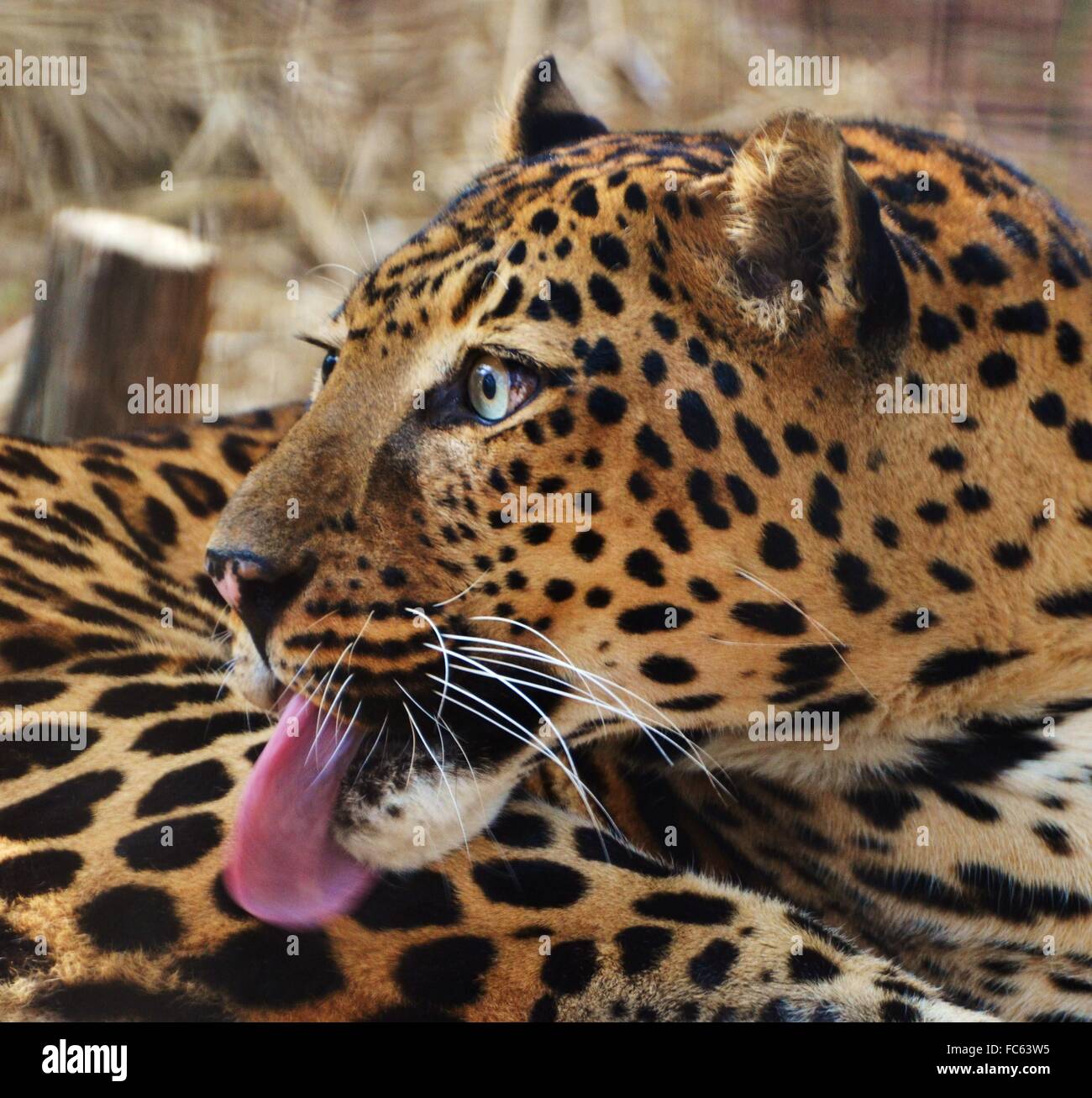 Male adult leopard (Panthera pardus) Stock Photo