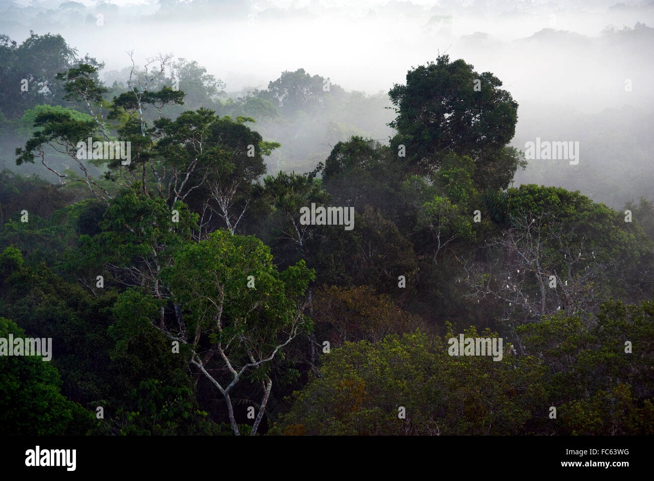 Amazon Rain Forest viewed from canopy in Ecuador Stock Photo
