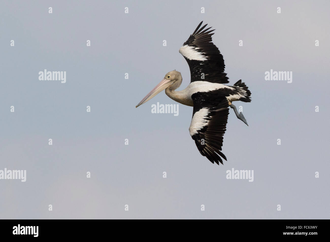Australian Pelican (Pelecanus conspicillatus) coming in to land Stock Photo