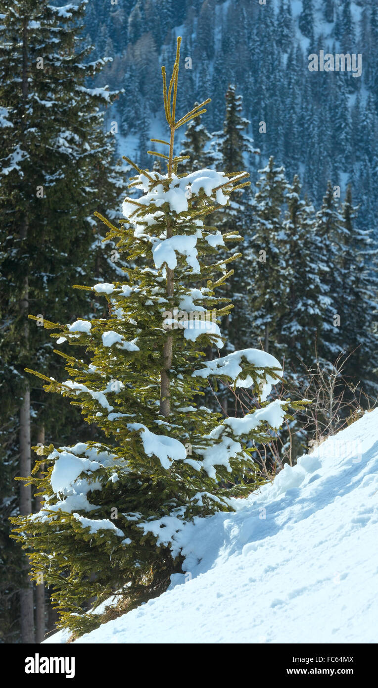 Winter mountain forest fir hi-res stock photography and images - Alamy