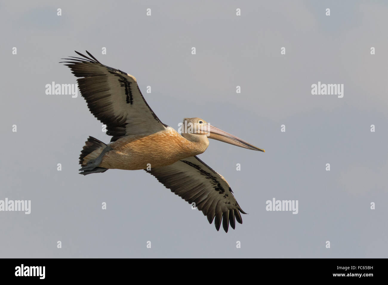 Australian Pelican (Pelecanus conspicillatus) flying Stock Photo