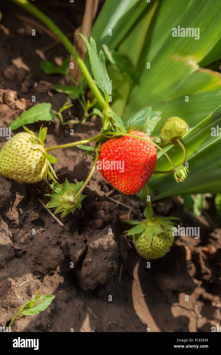 Strawberries in the garden hi-res stock photography and images - Alamy