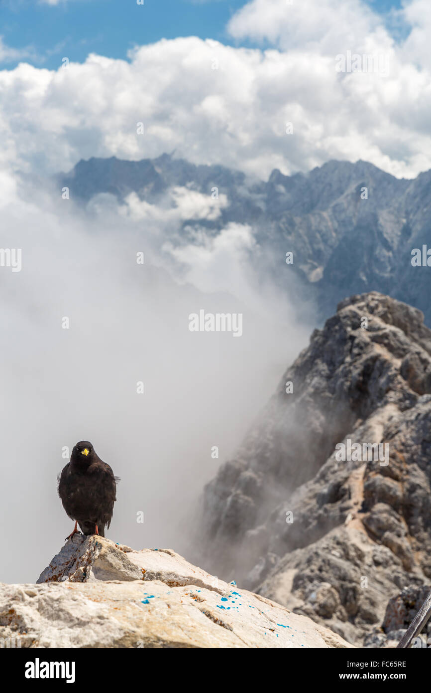 Alpine chough crow Stock Photo