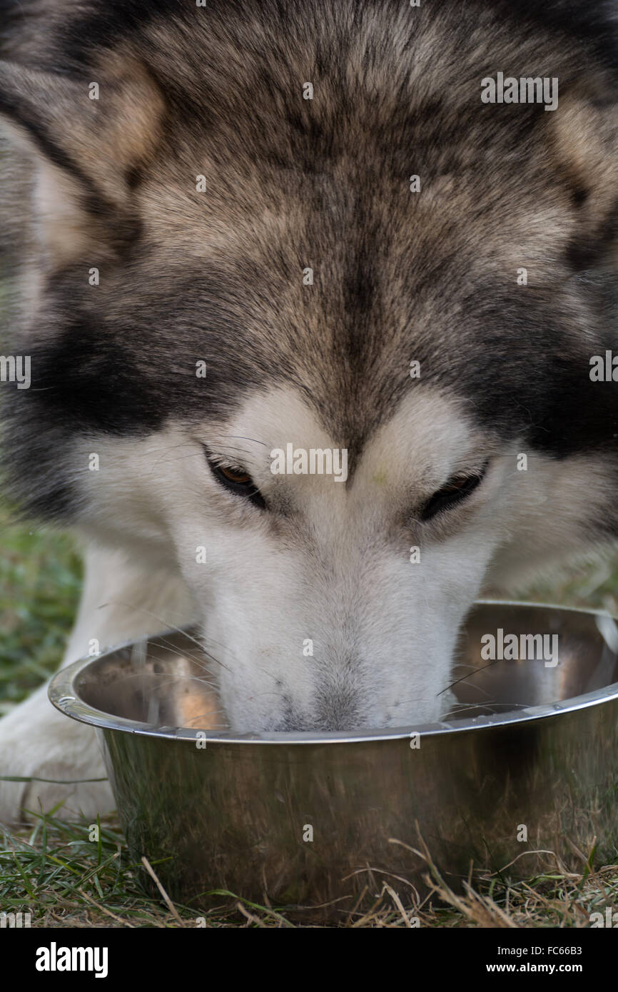 Siberian Husky eats - close-up Stock Photo