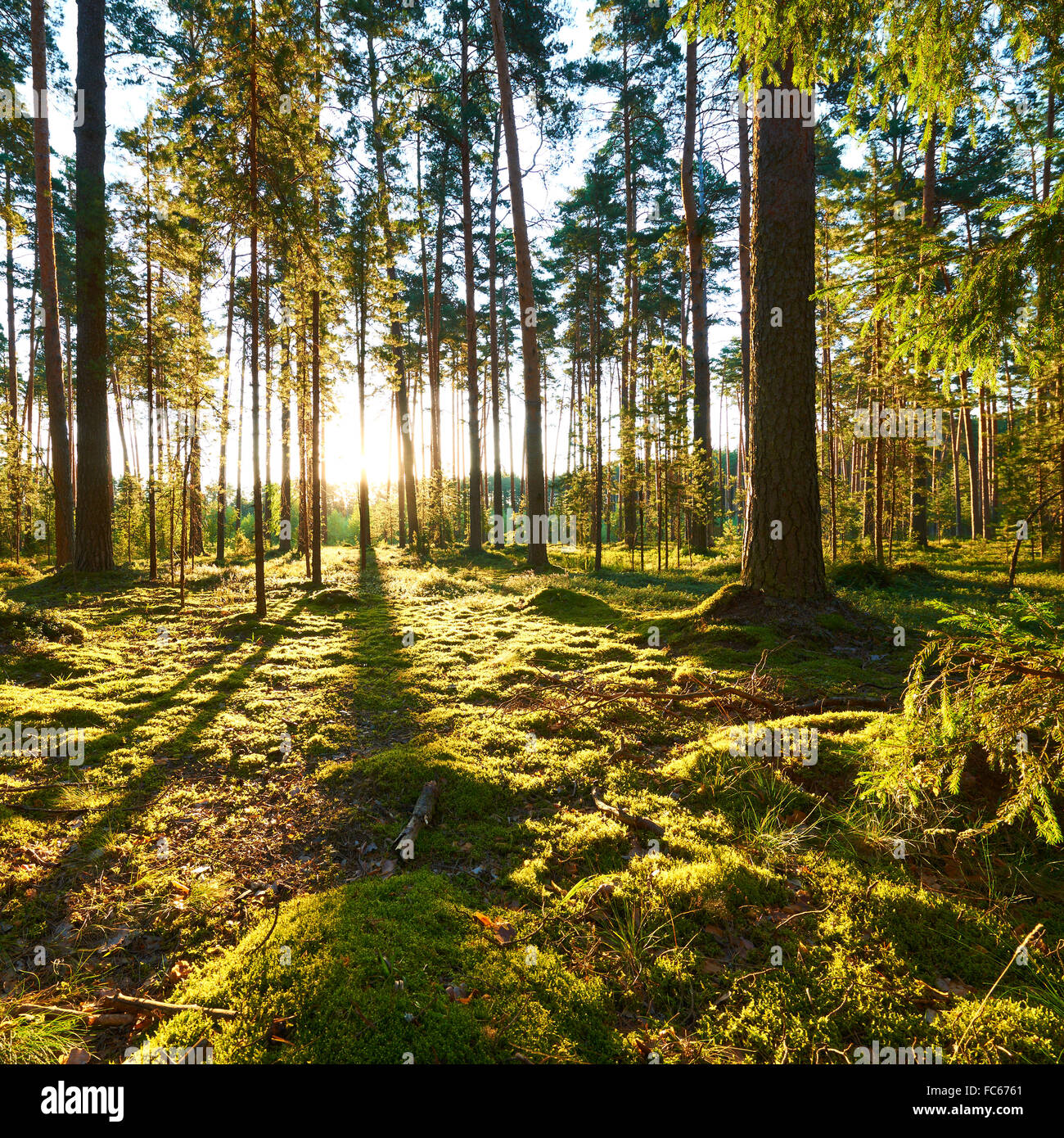 Sunrise in pine forest Stock Photo - Alamy