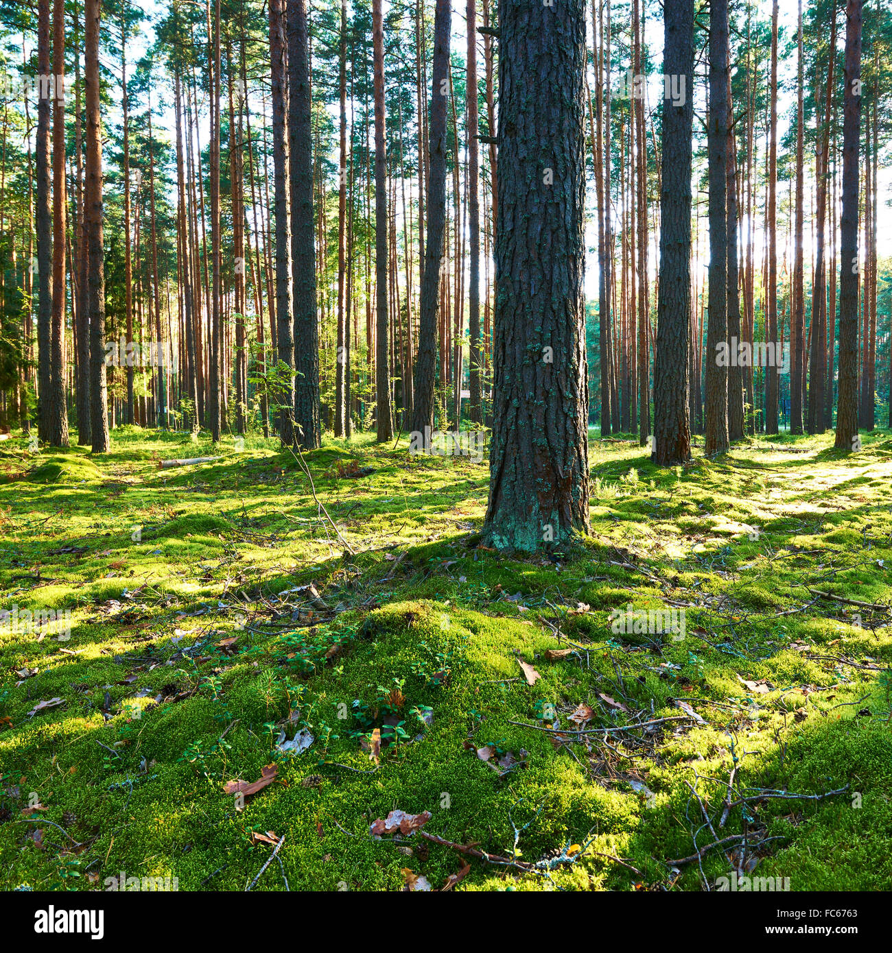 Sunrise in pine forest Stock Photo - Alamy