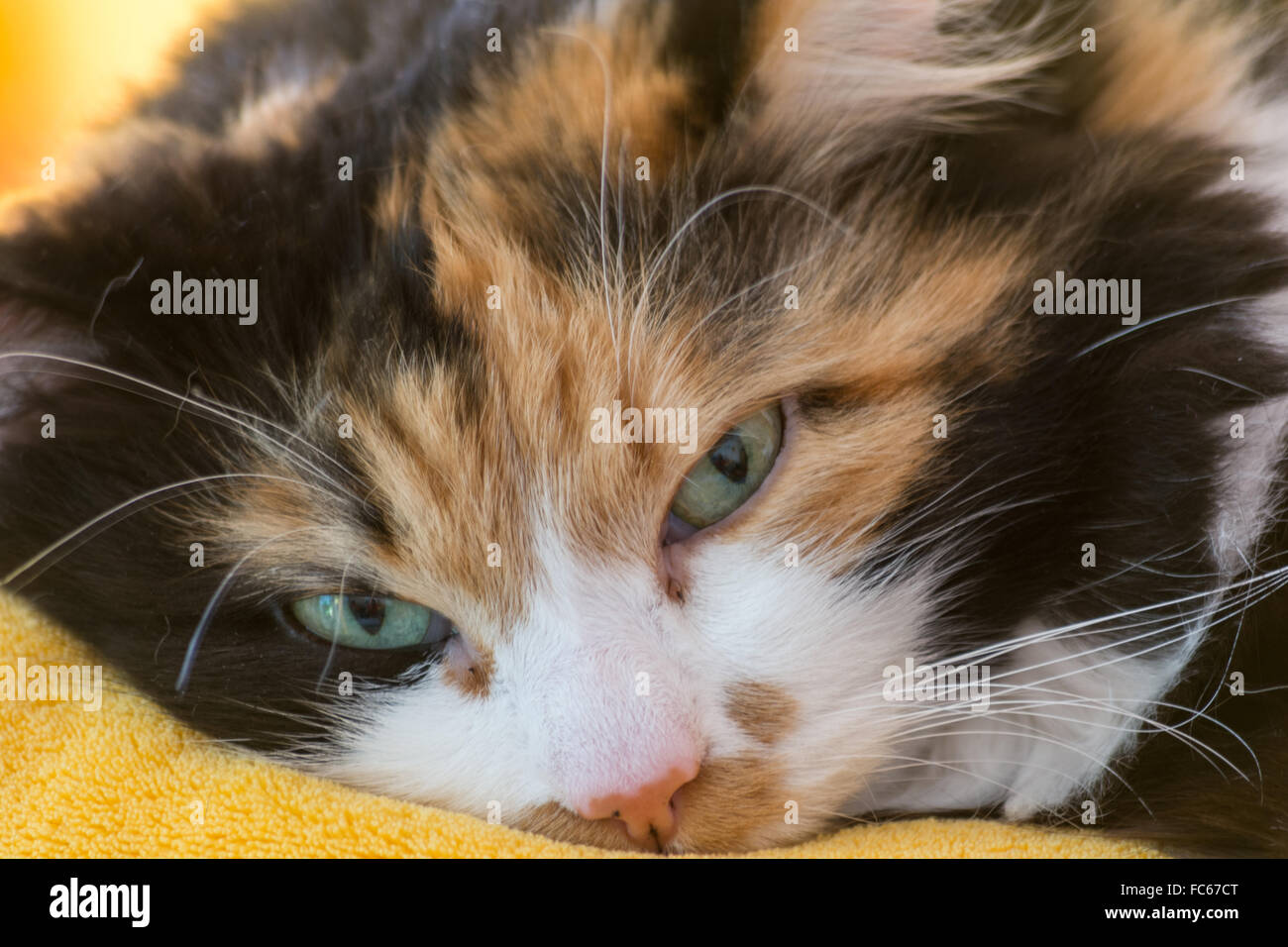 three colored cat portrait Stock Photo Alamy