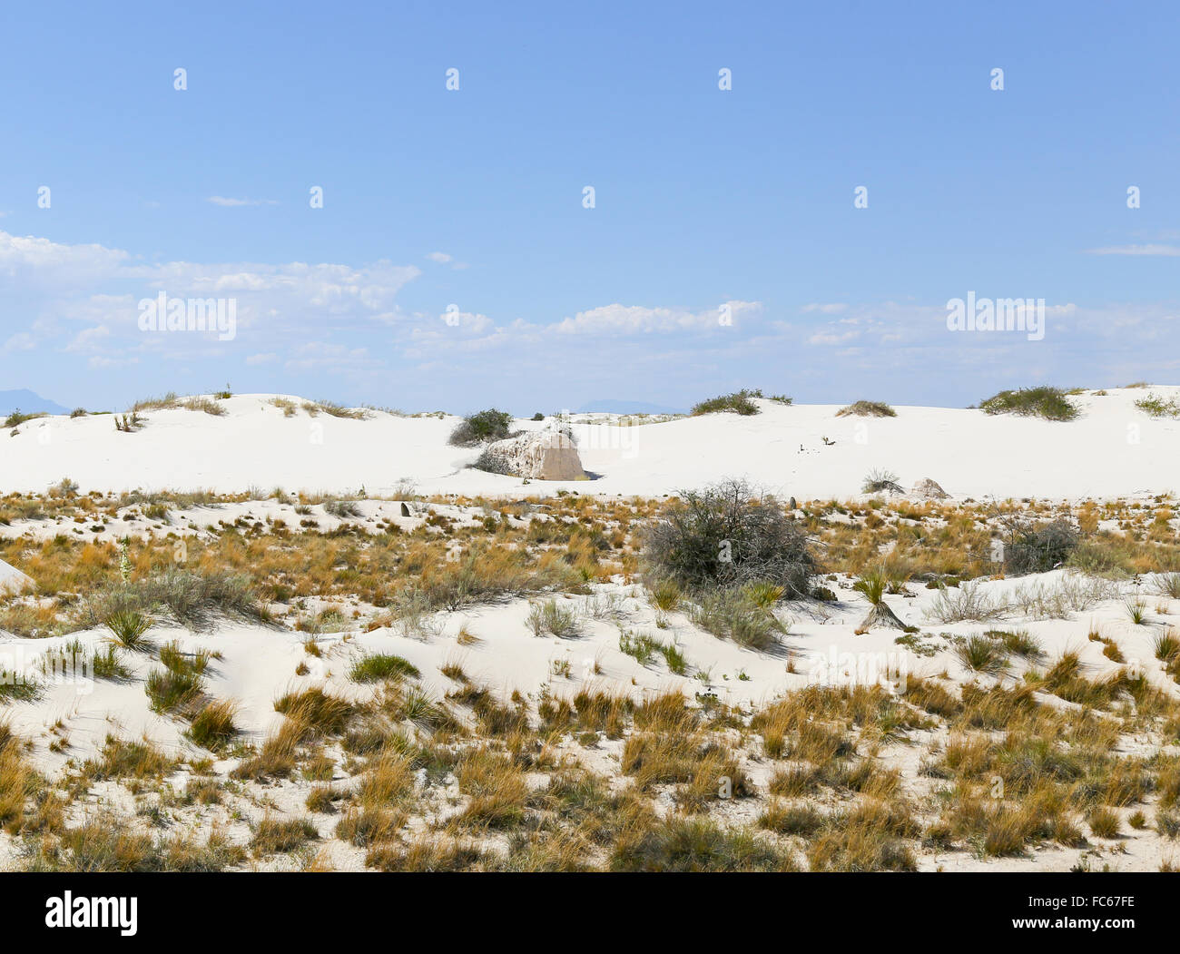 Plants of new mexico hi-res stock photography and images - Alamy