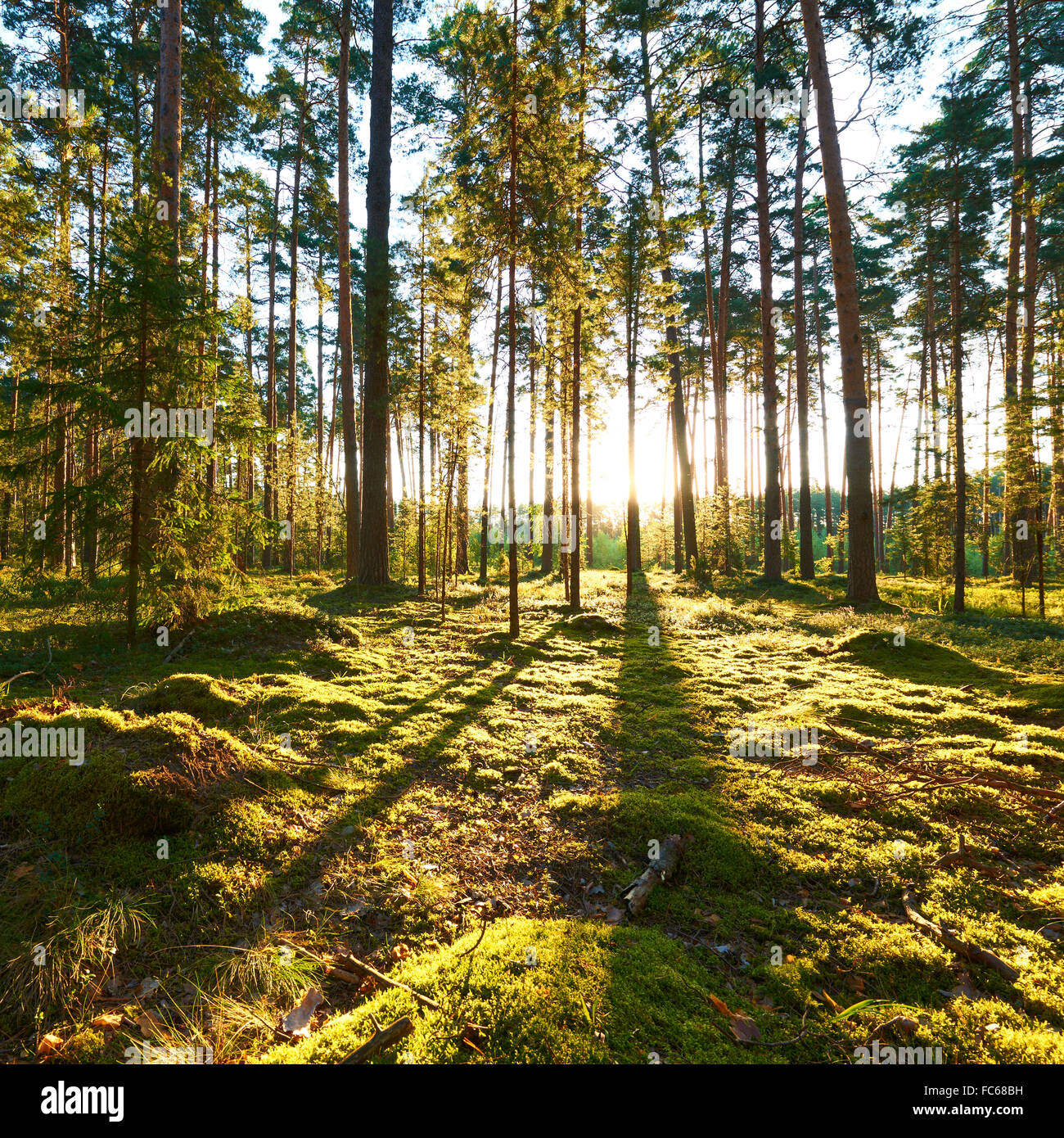 Sunrise in pine forest Stock Photo - Alamy