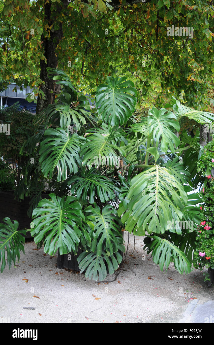 Swiss cheese plant hires stock photography and images Alamy