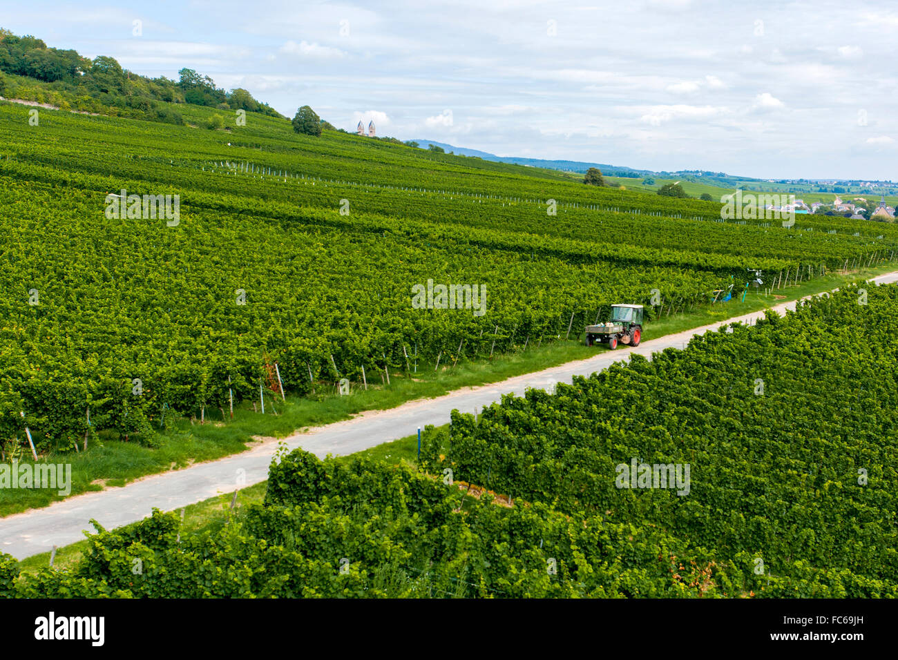 Winegrowing in Ruedesheim Stock Photo