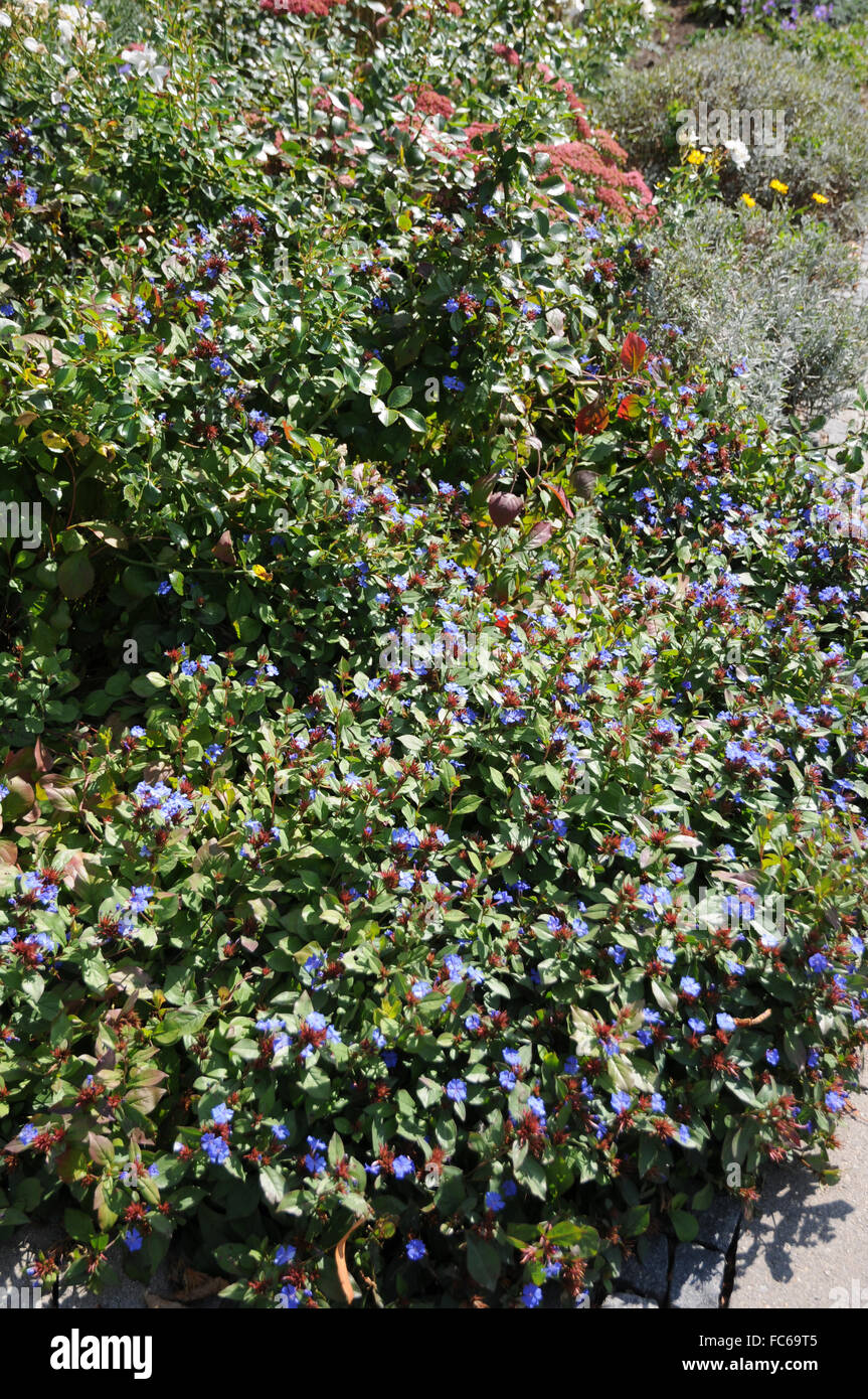 Purple gromwell Stock Photo